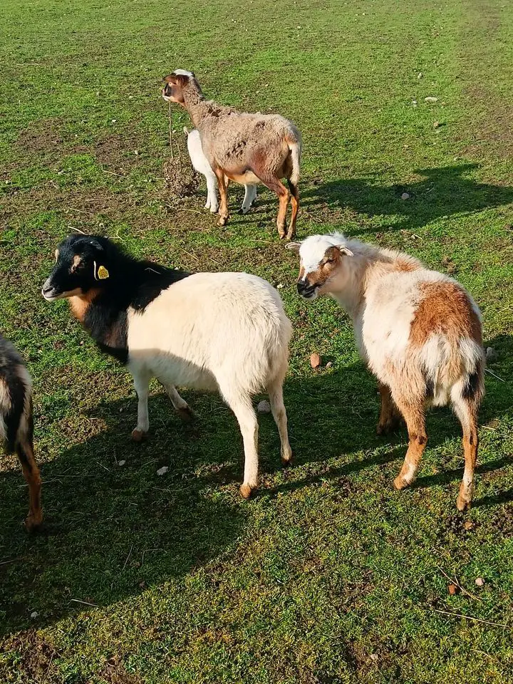 Wir suchen ein Kamerunschaf, Aue